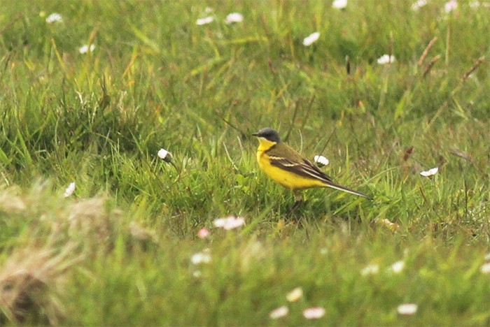 Grey-headed Wagtail
