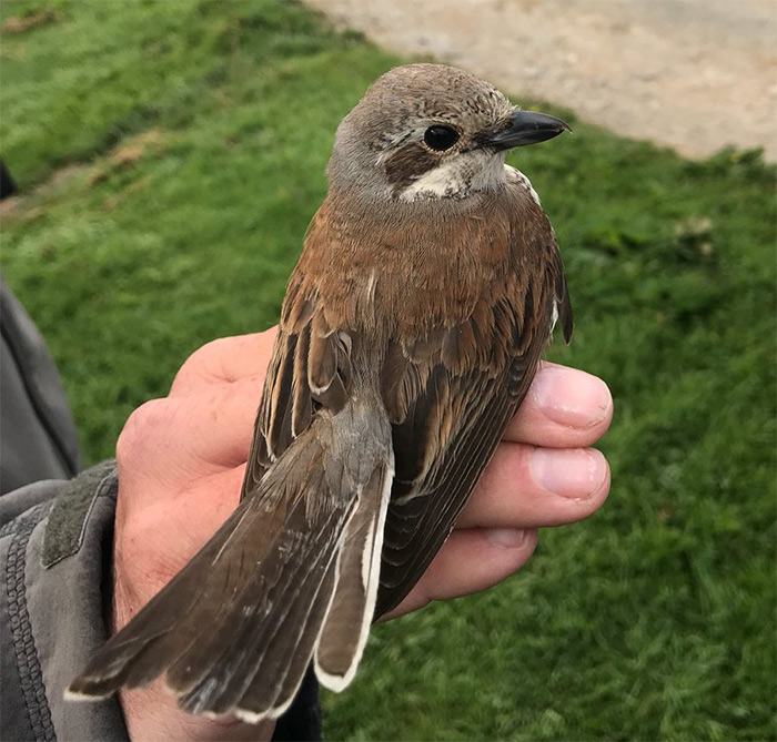 Red-backed Shrike
