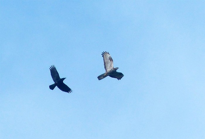 Honey Buzzard
