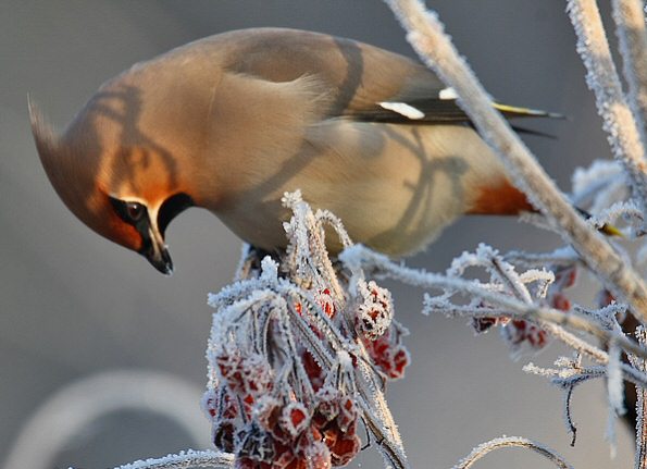 Waxwing