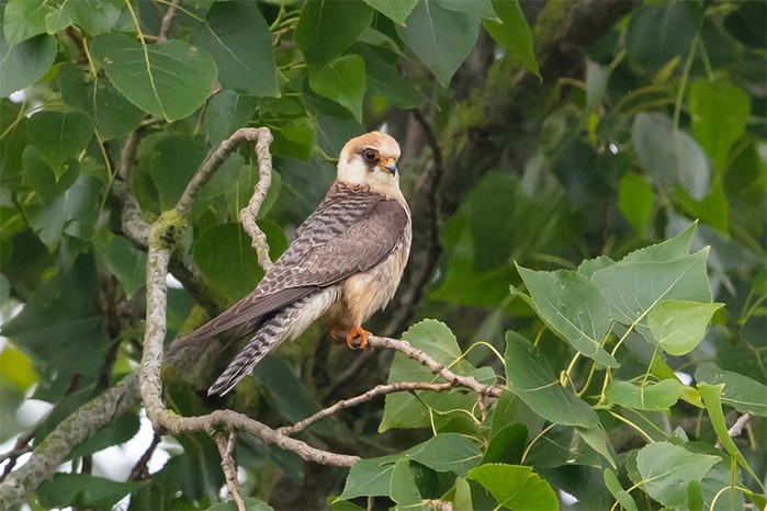 Red-footed Falcon