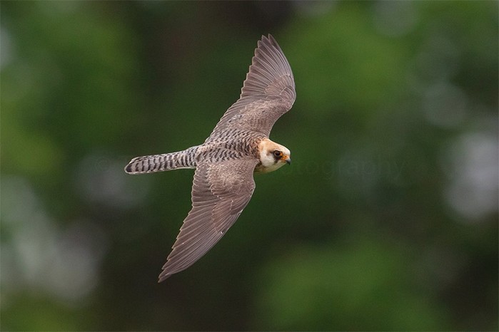 Red-footed Falcon