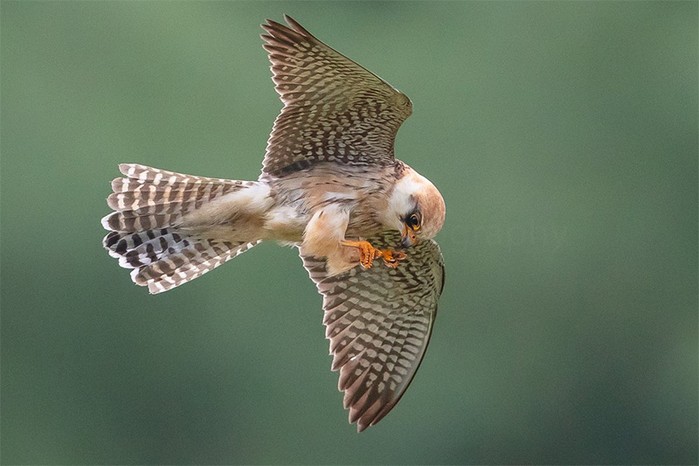 Red-footed Falcon