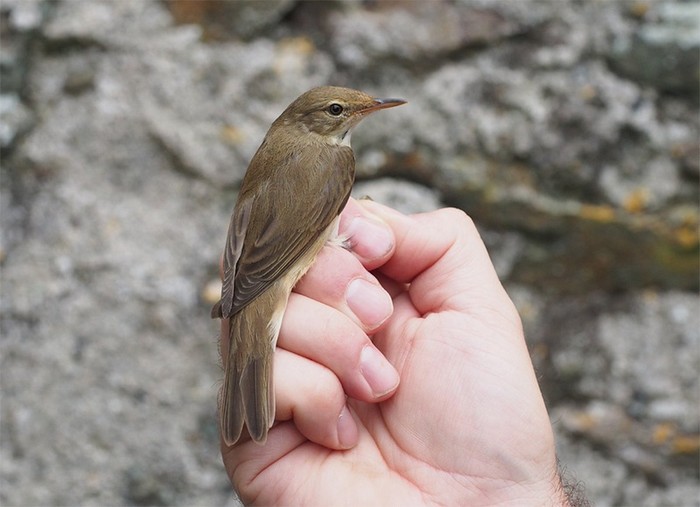 Marsh Warbler