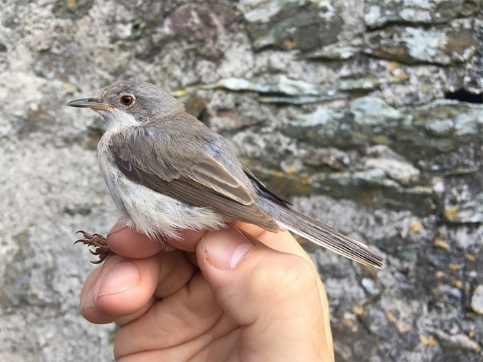 Eastern Subalpine Warbler