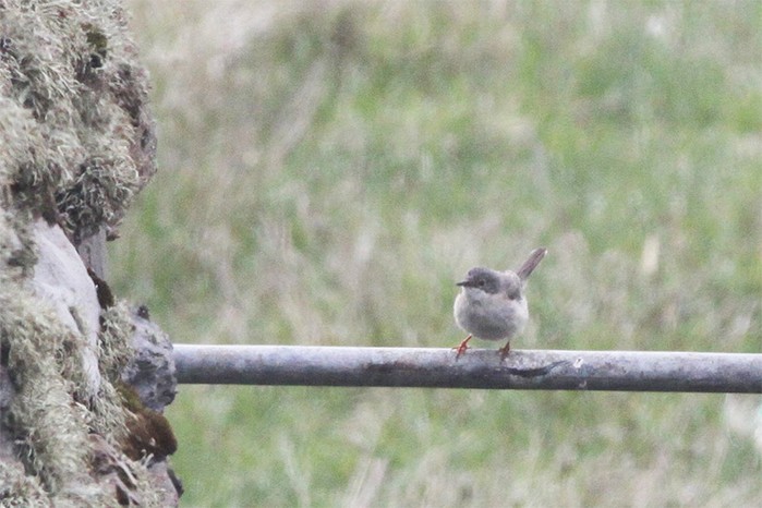 Eastern Subalpine Warbler