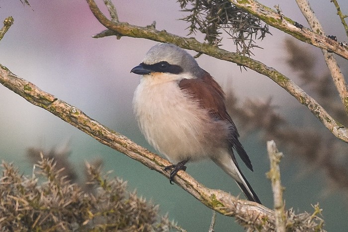 Red-backed Shrike 