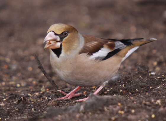 Hawfinch