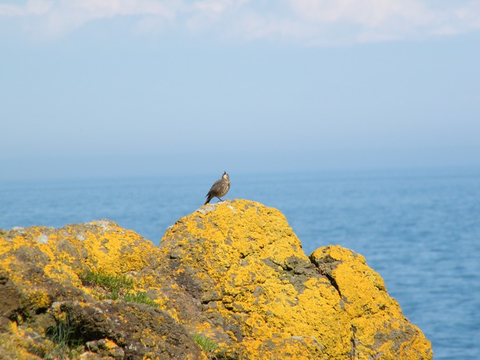 Rock Pipit