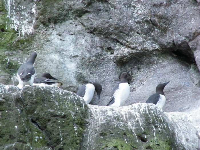 Guillemot