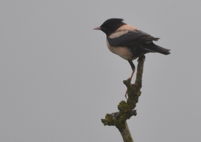 Rose-coloured Starling