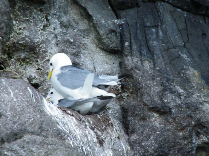 Kittiwake