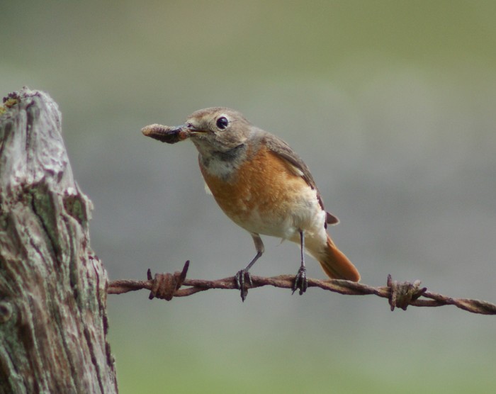 Redstart