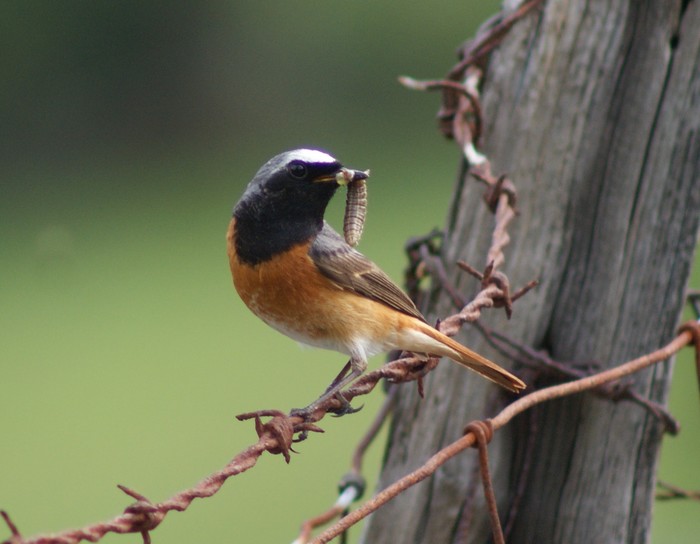 Redstart
