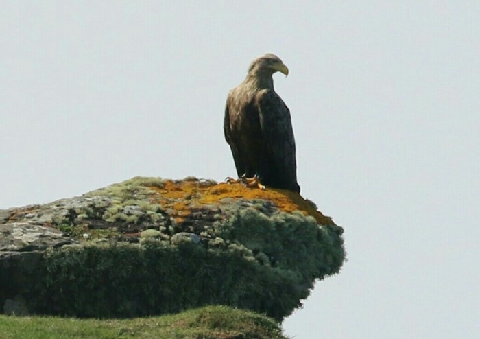 White-tailed Eagle