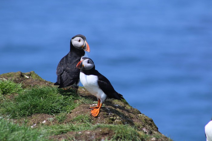 Puffin