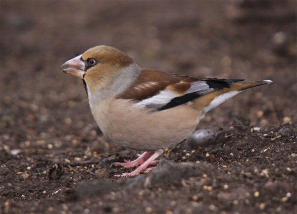 Hawfinch