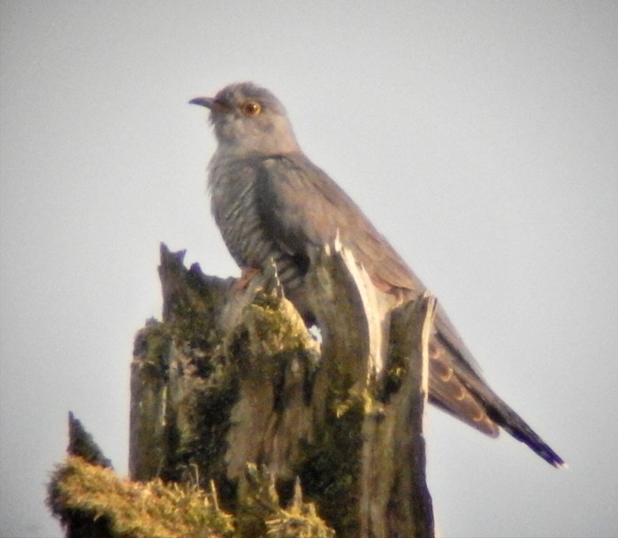 Cuckoo