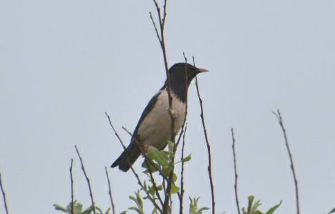 Rose-coloured Starling