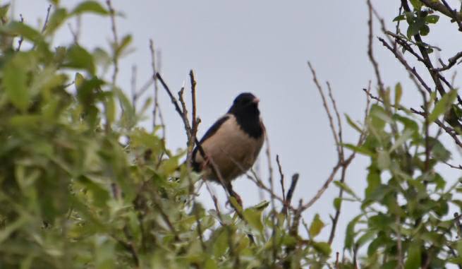Rose-coloured Starling
