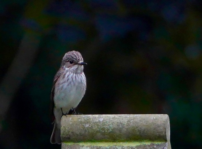 Spotted Flycatcher