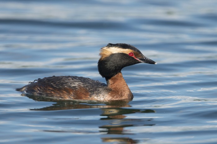 Slavonian Grebe