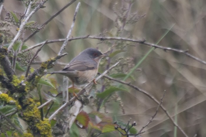 Moltoni's Subalpine Warbler