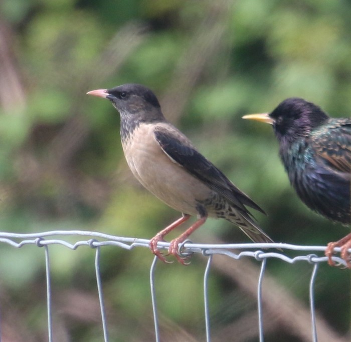 Rose-coloured Starling