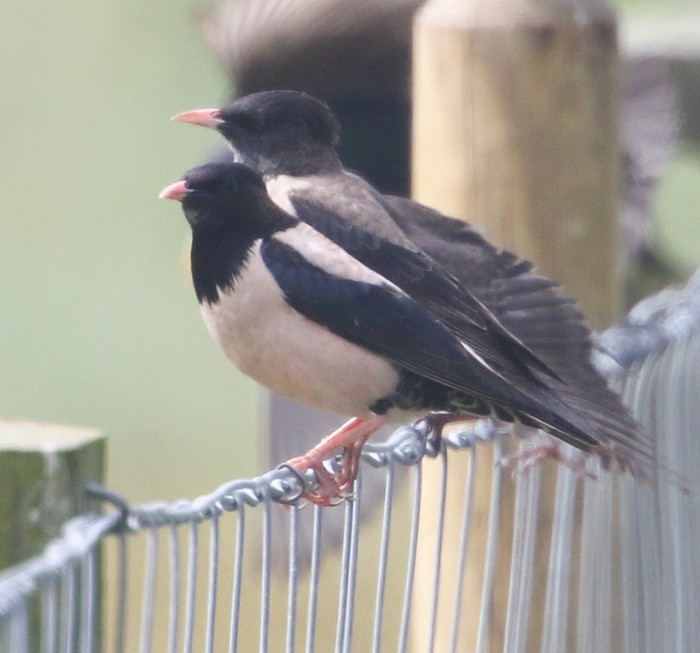 Rose-coloured Starling