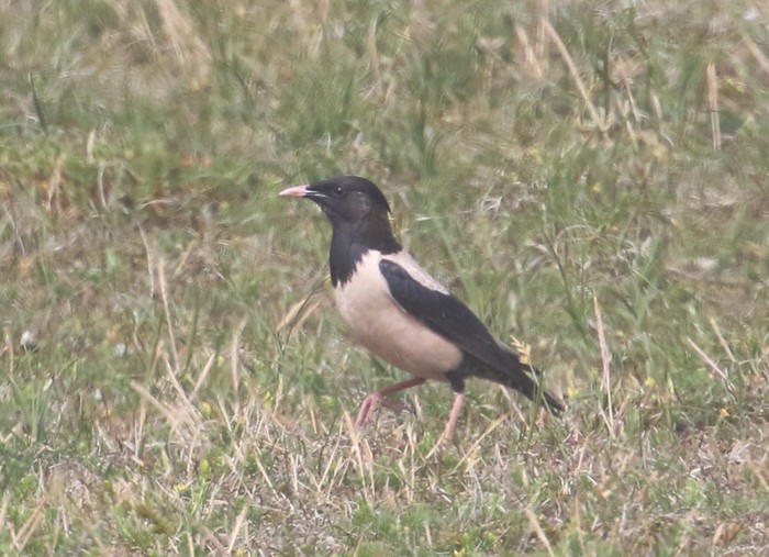 Rose-coloured Starling