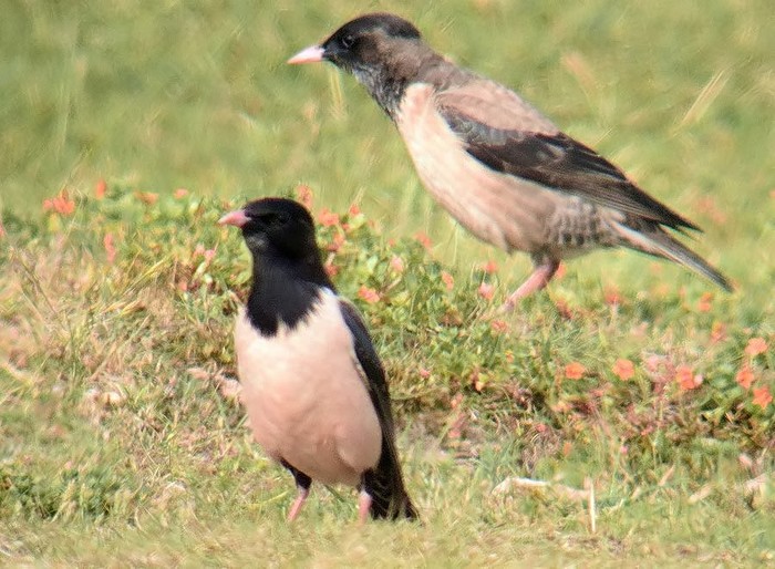 Rose-coloured Starling