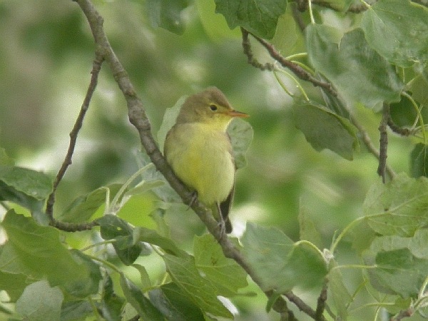Icterine Warbler