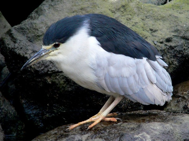 Night Heron
