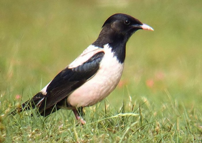 Rose-coloured Starling