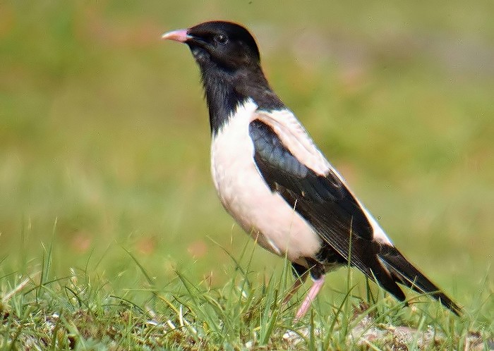Rose-coloured Starling
