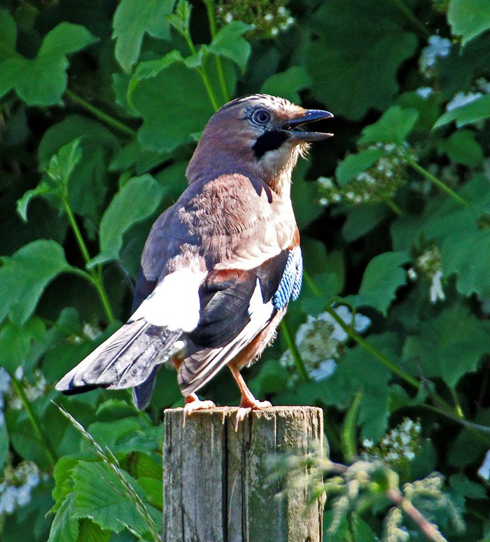 Jay