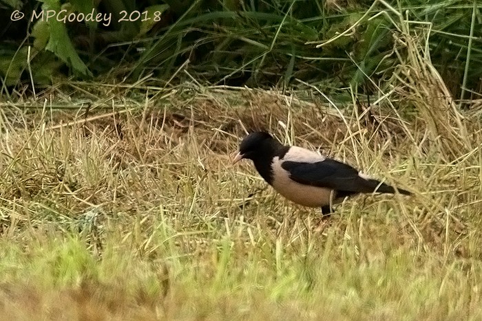Rose-coloured Starling