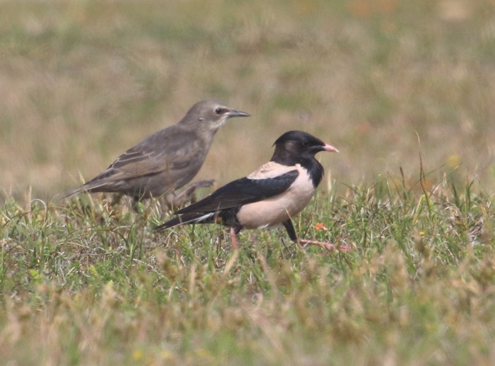 Rose-coloured Starling