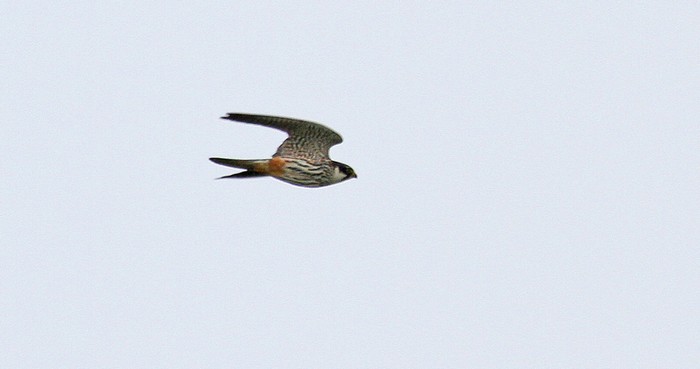 Hobby