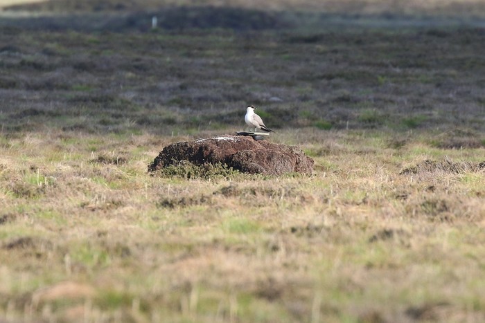 Long-tailed Skua