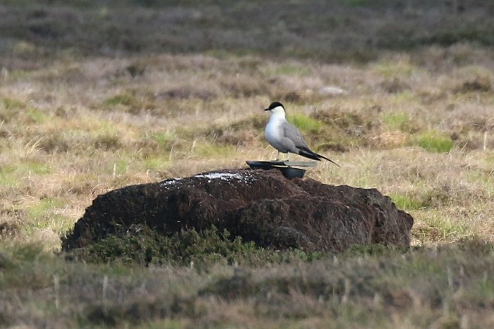 Long-tailed Skua