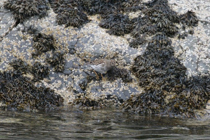 Purple Sandpiper