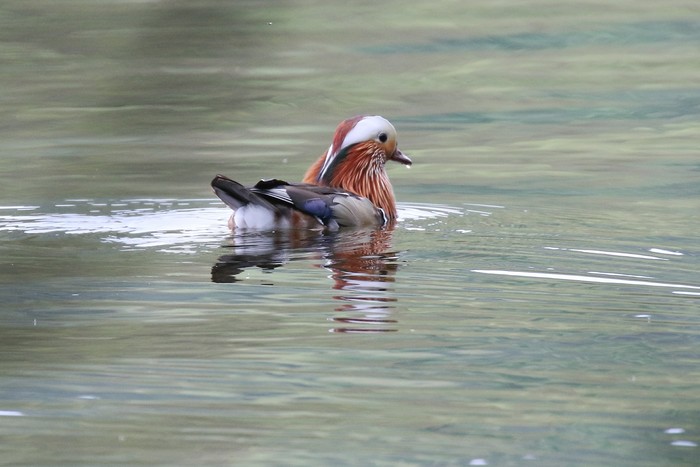 Mandarin