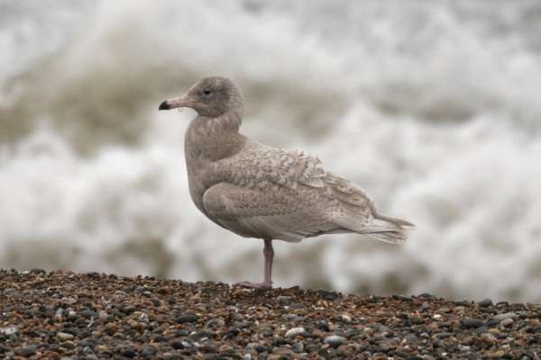 Glaucous Gull
