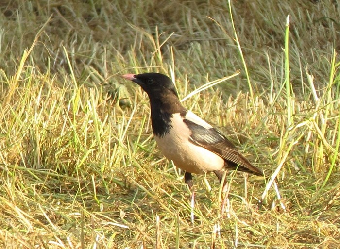 Rose-coloured Starling