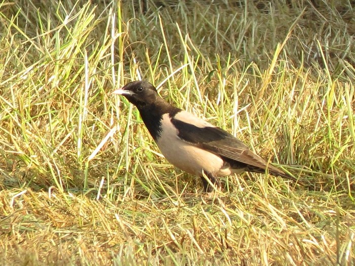 Rose-coloured Starling