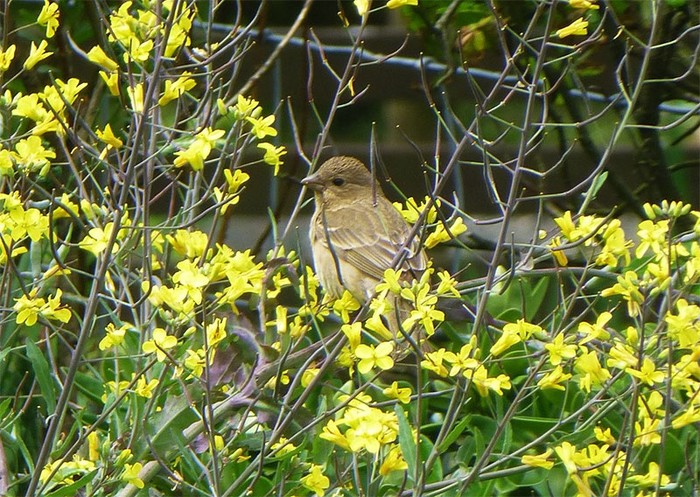 Common Rosefinch