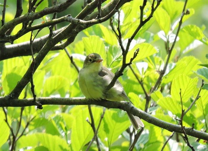 Icterine Warbler
