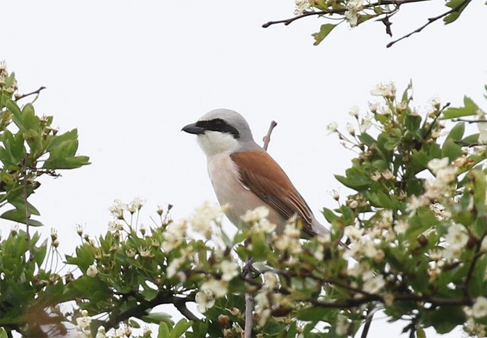 Red-backed Shrike
