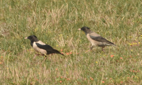 Rose-coloured Starling